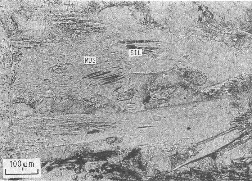 Relics of sillimanite within muscovite