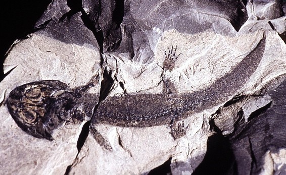 molchartige Amphibie aus der Rotliegend-Zeit 